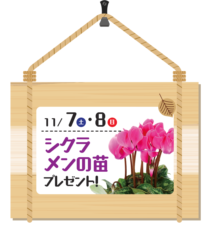 ご来店プレゼント「シクラメンの苗」